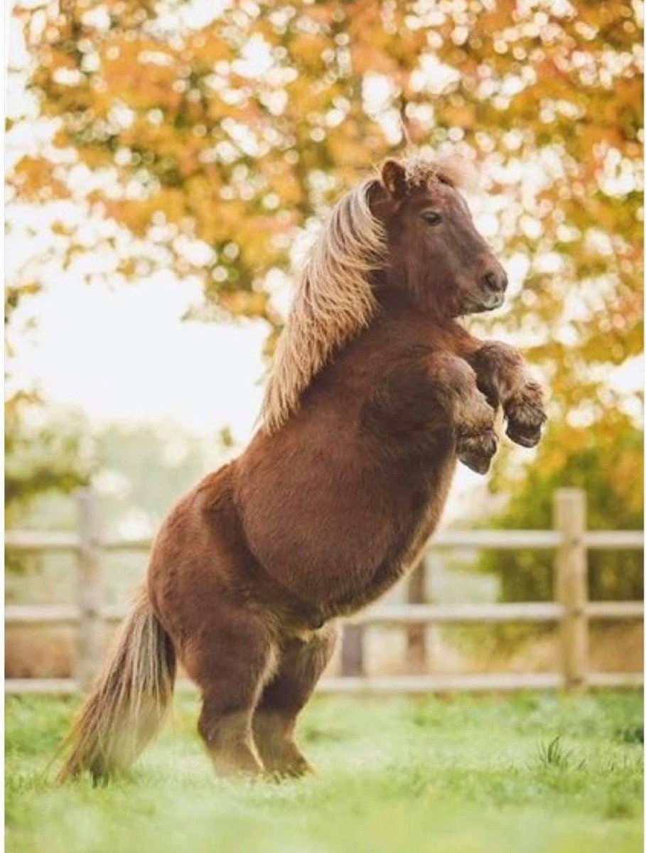 Мини Шетти порода лошадей