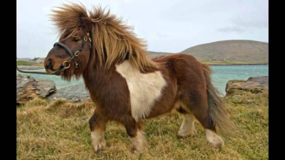 Шетлендский пони