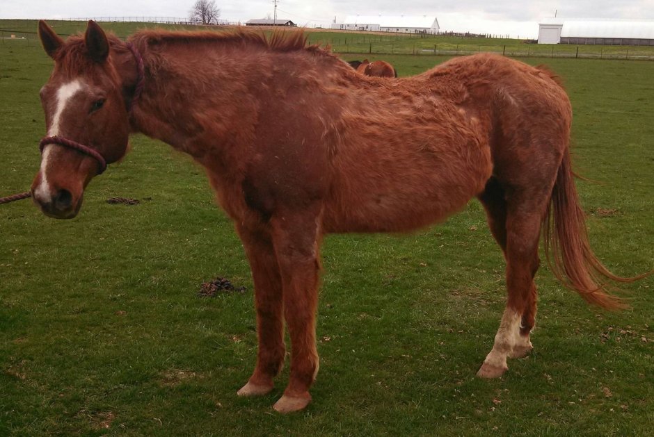 Жирная лошадь