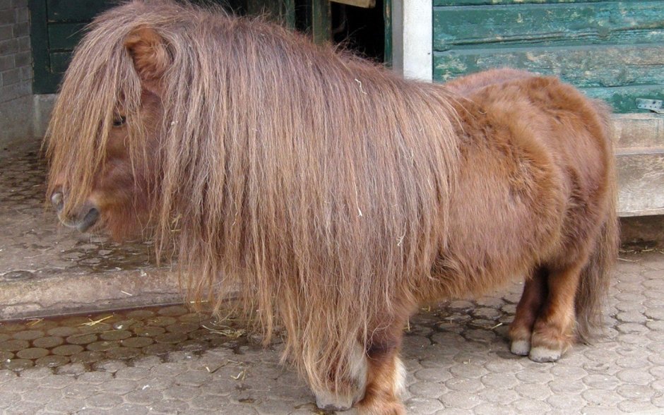 Лохматая лошадь