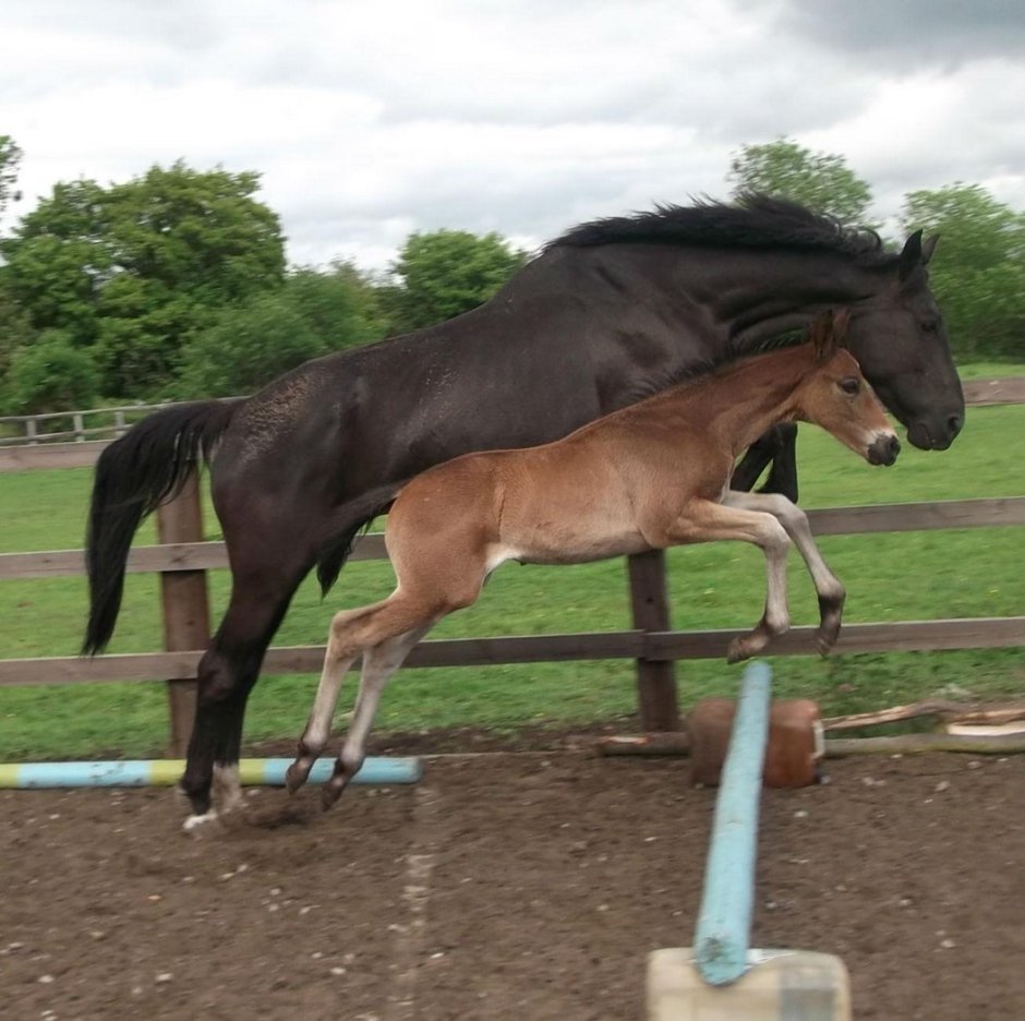 Толстые кони