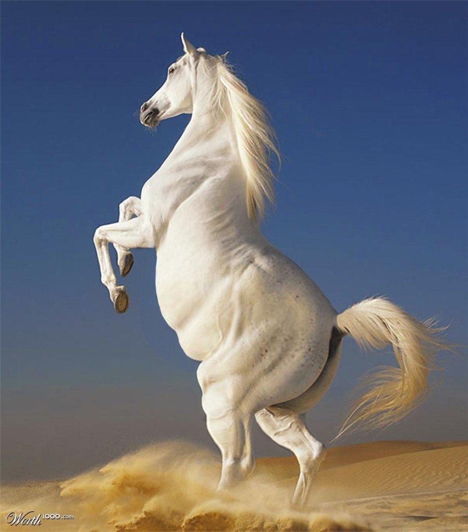 Красивая изящная лошадь