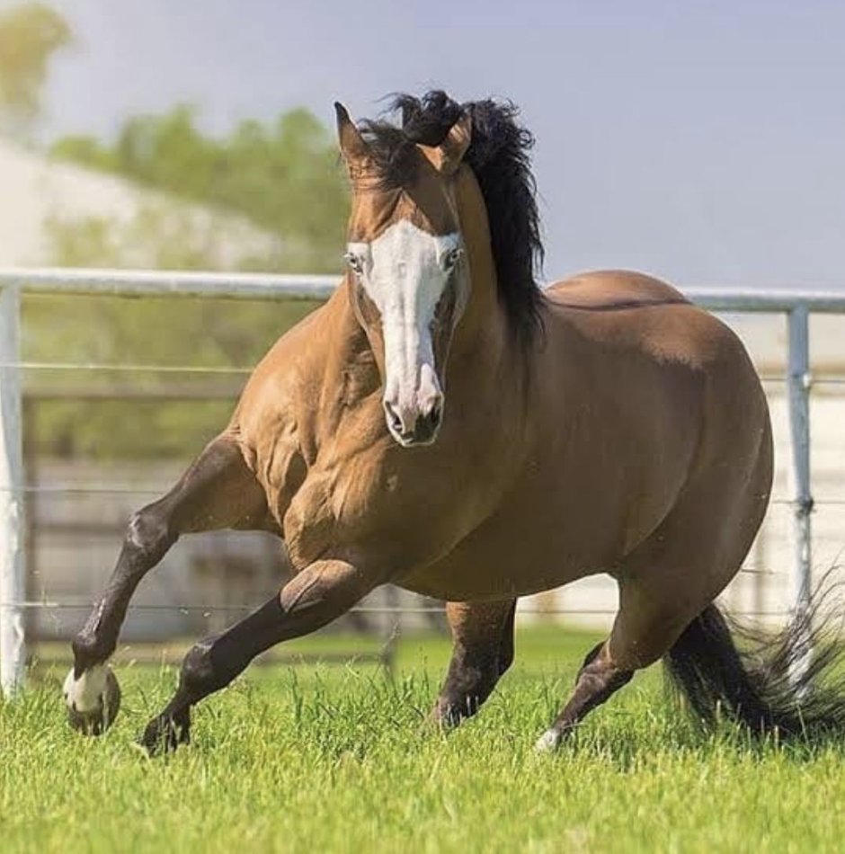 Упитанная лошадь