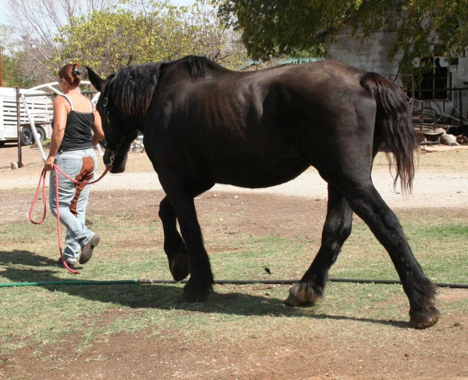 Старая жирная кобыла