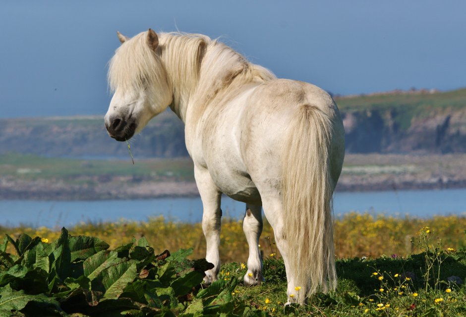 Шетлендский пони
