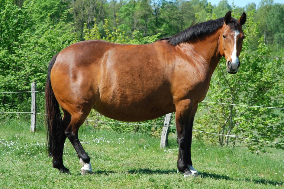 Ожирение у лошадей