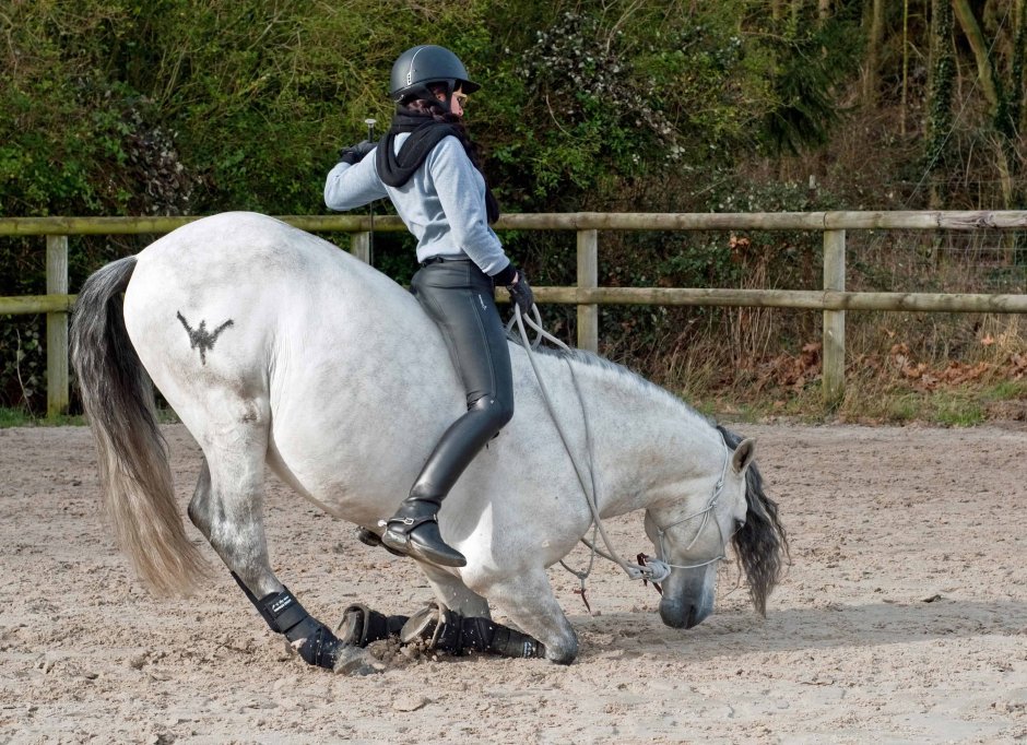 Поклон лошади