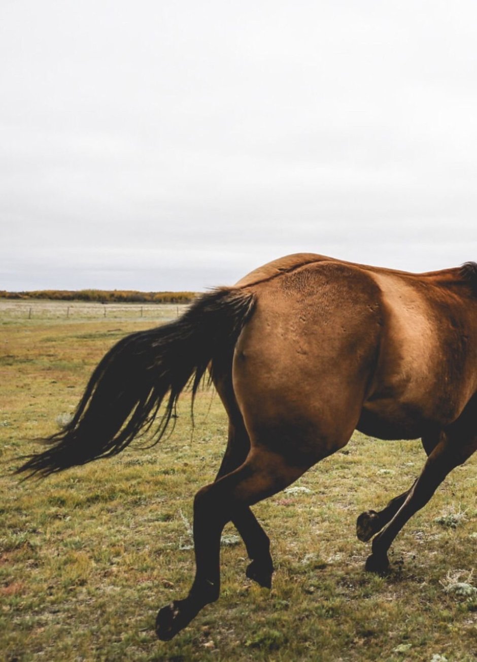 Казахстан лошади