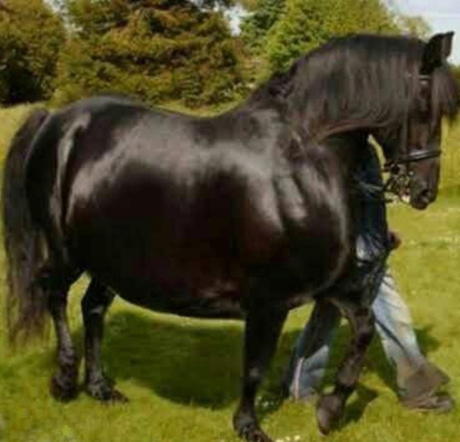 Толстый конь