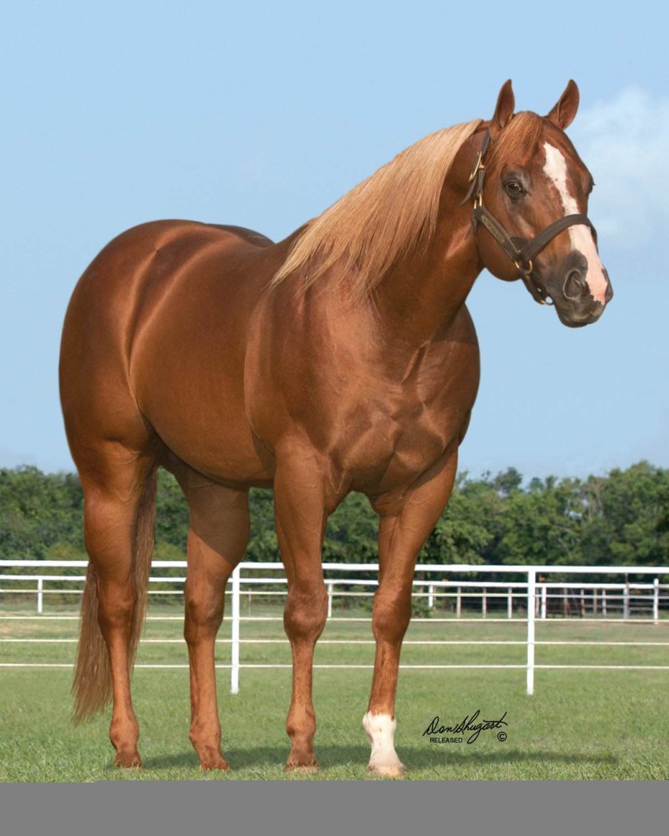 Сталлион лошадь