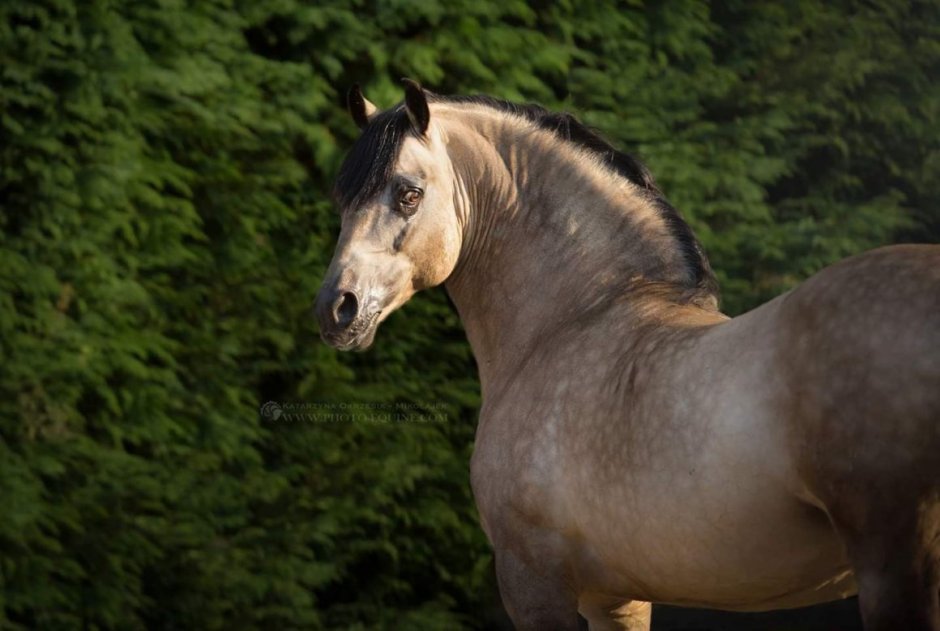 Лошадь с вытянутой шеей