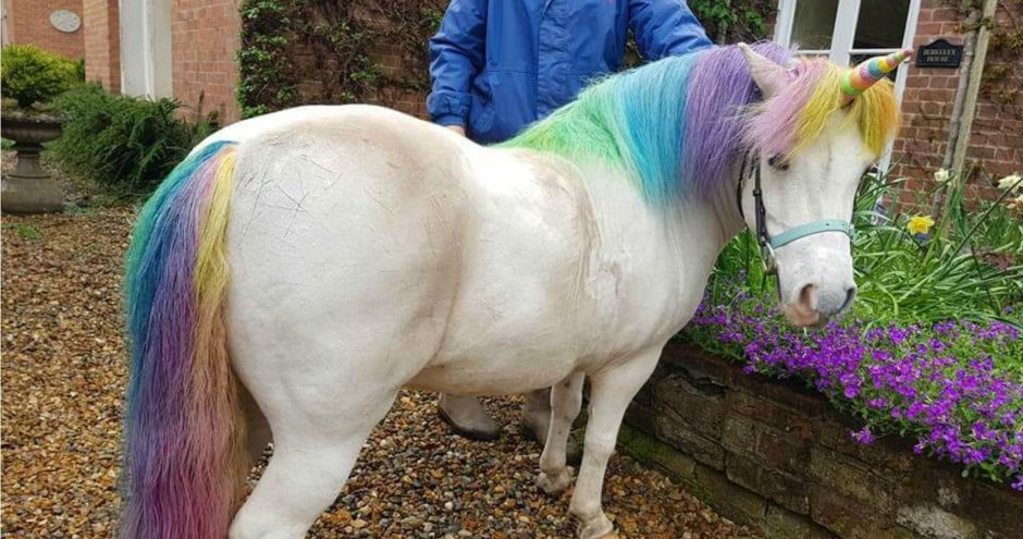 Грива единорога