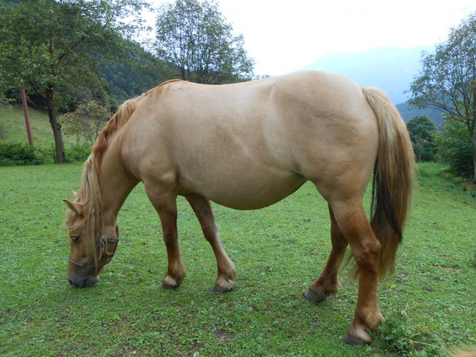 Толстые лошади