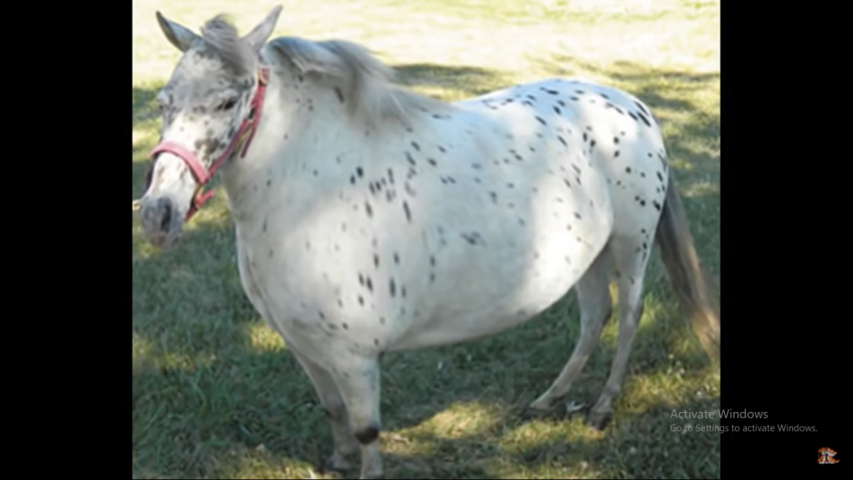 Obese Horse