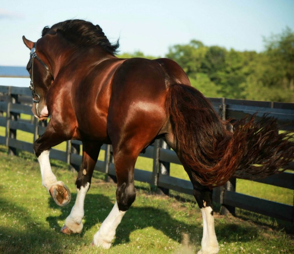 Бельгийский тяжеловоз Шайр