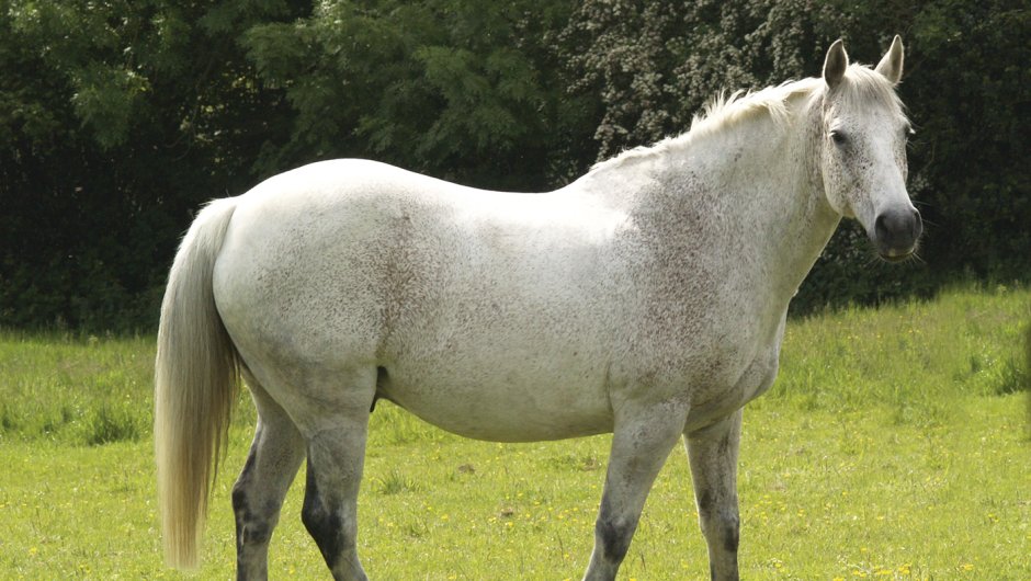 Ожиревшая лошадь