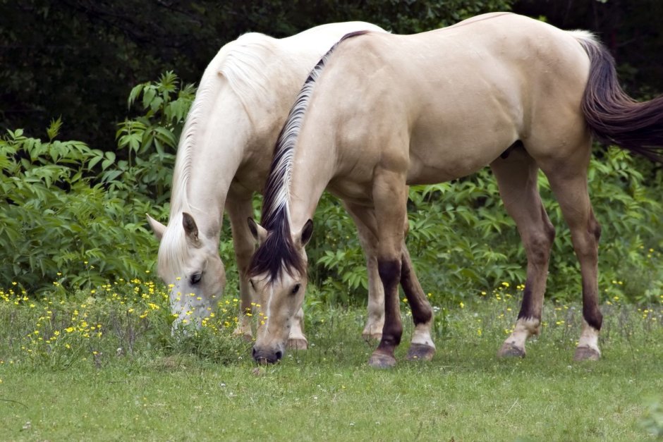 Овес для лошадей