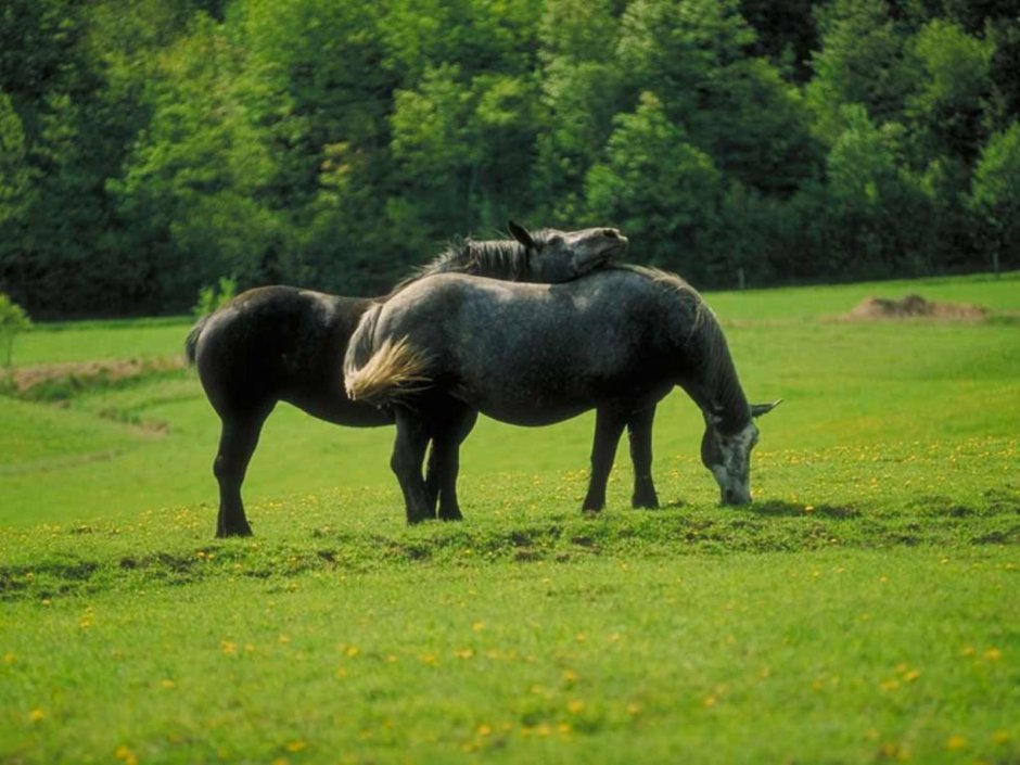 Вислоухая лошадь фото