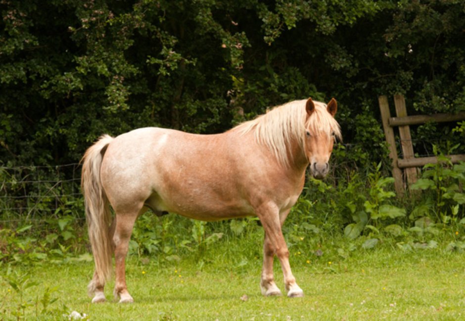 Ожирение у лошадей