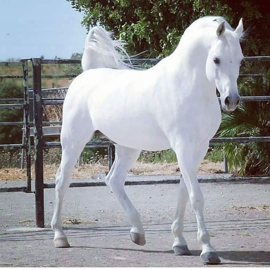 Лошадь породы Хорс