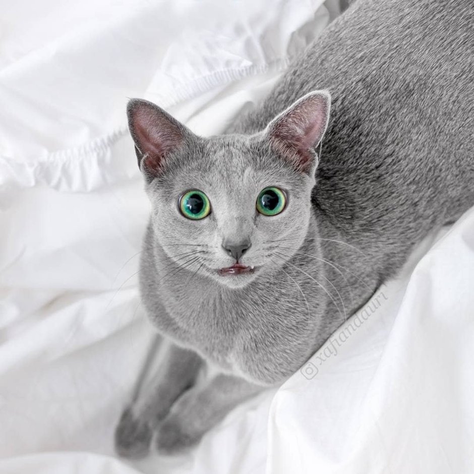 Сибирский голубая кошка короткошерстная