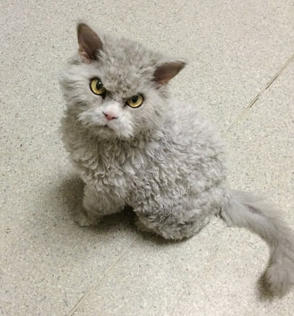 Кот Селкирк рекс