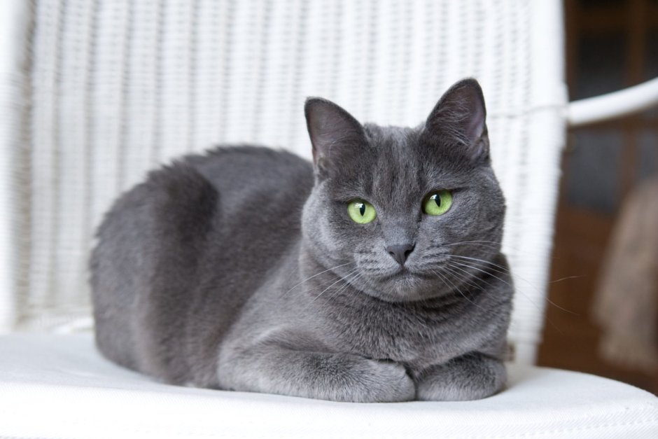 Сибирский голубая кошка короткошерстная