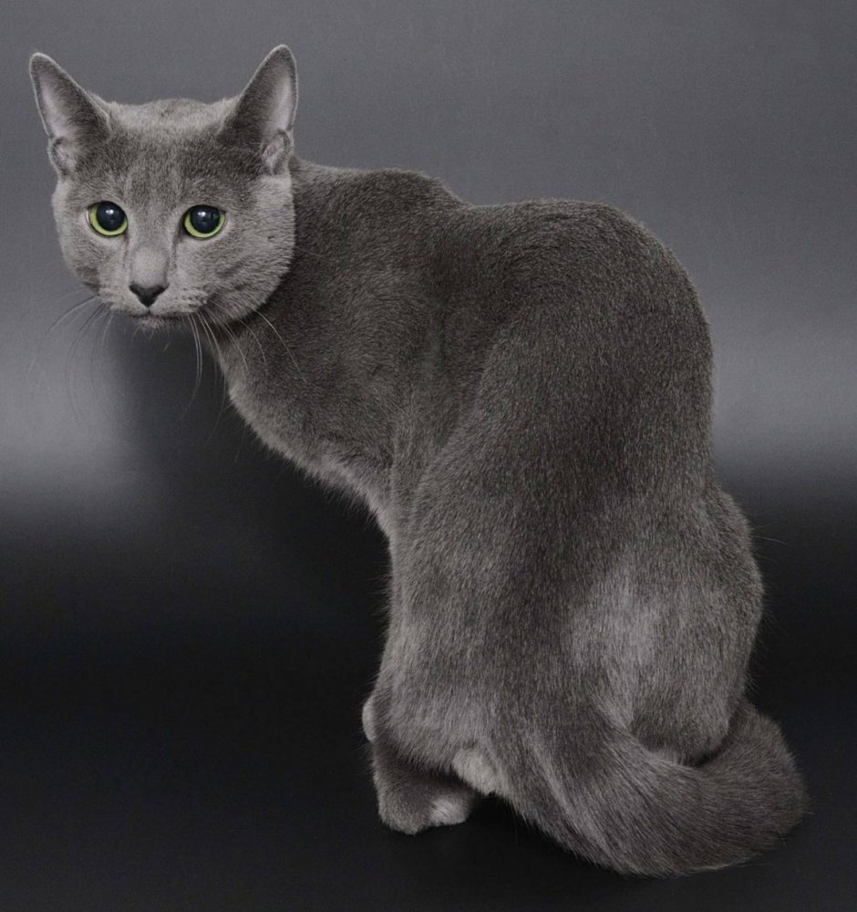 Корат шартрез Картезианская кошка