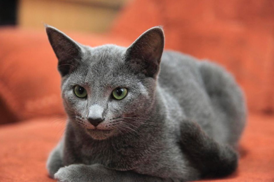Сибирский голубая кошка короткошерстная