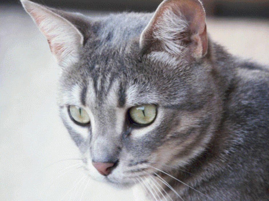 Дымчатые полосатые коты