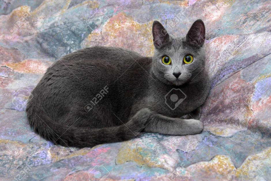Сербская кошка