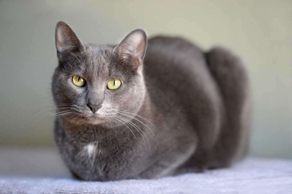 Корат (кошка)
