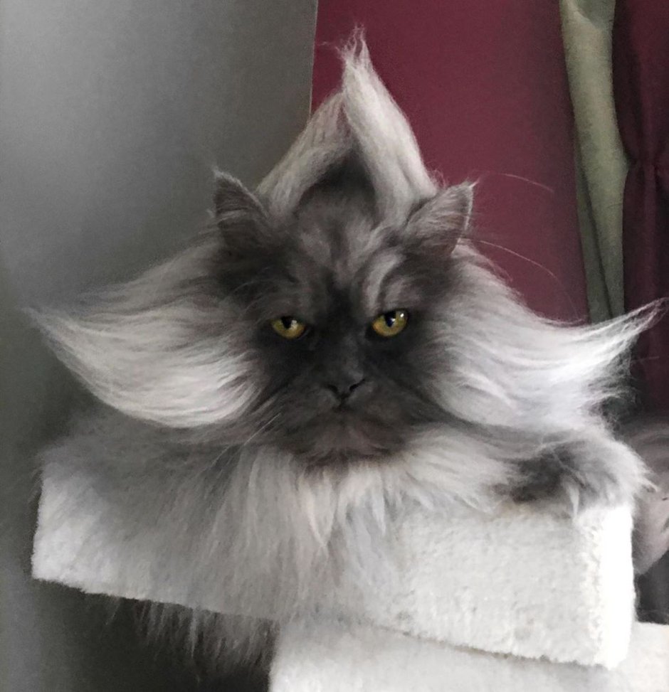Гималайский кот Джуно