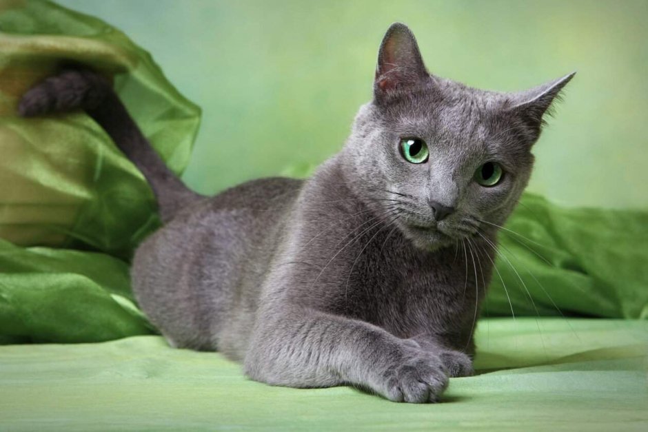 Сибирский голубая кошка короткошерстная