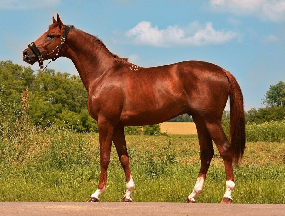 Лошадь Thoroughbred foal