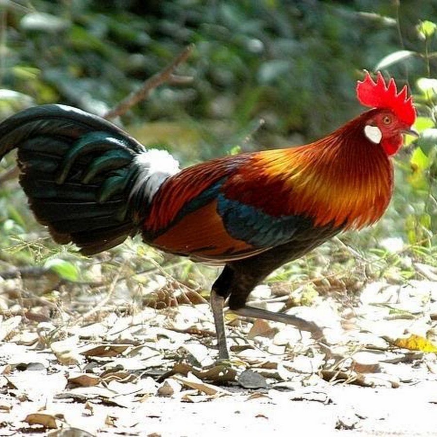 Клевого утра петух