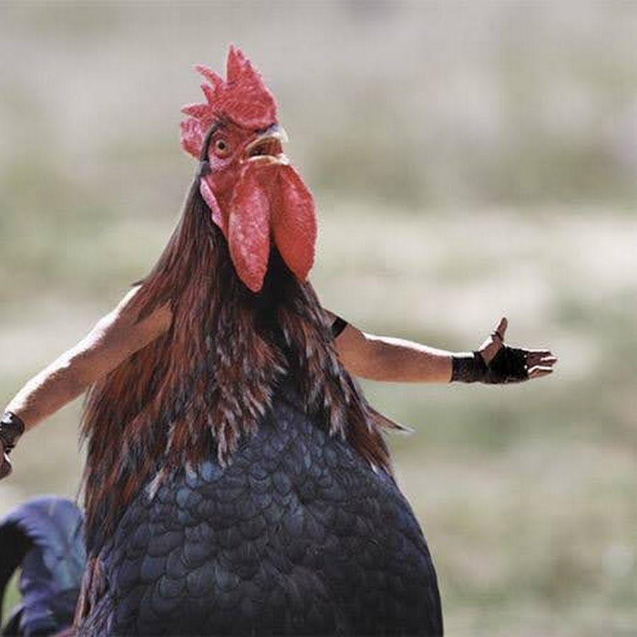 Американский Бойцовый петух
