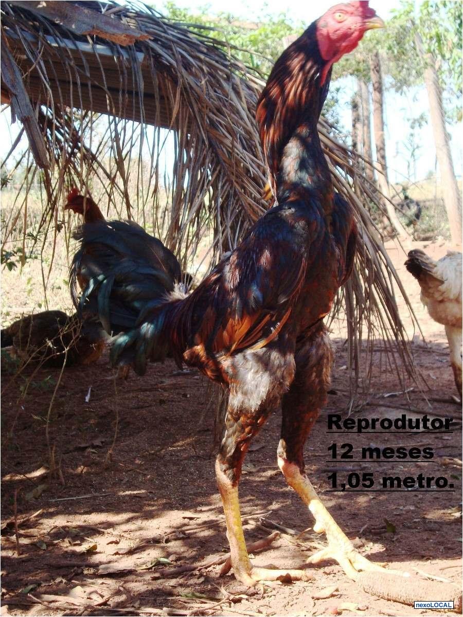 Бешеный петух