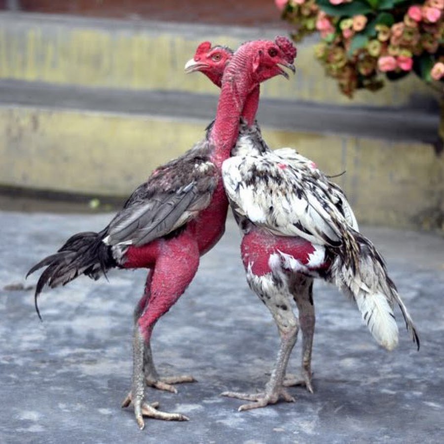 Бойцовые петухи