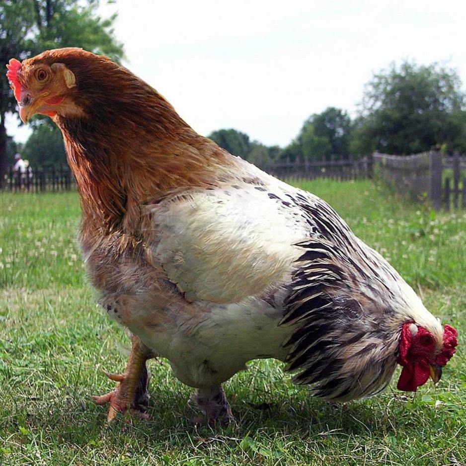 Птицеводство в Индии