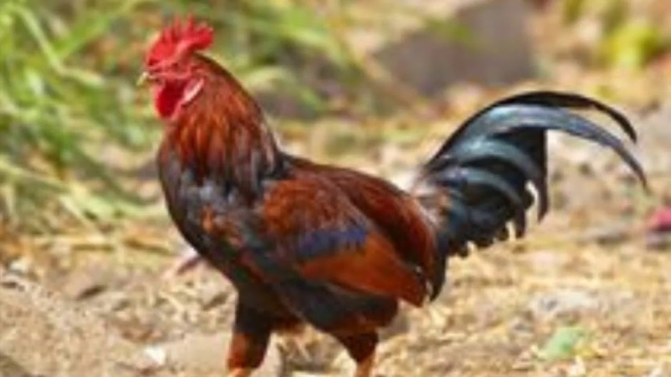 Индийский петух Галган