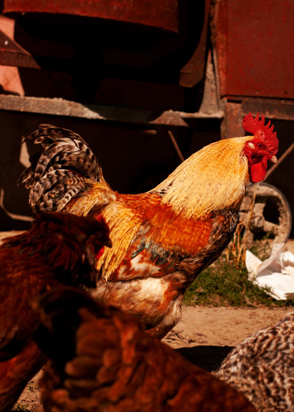 Га Донг Тао порода петух бой