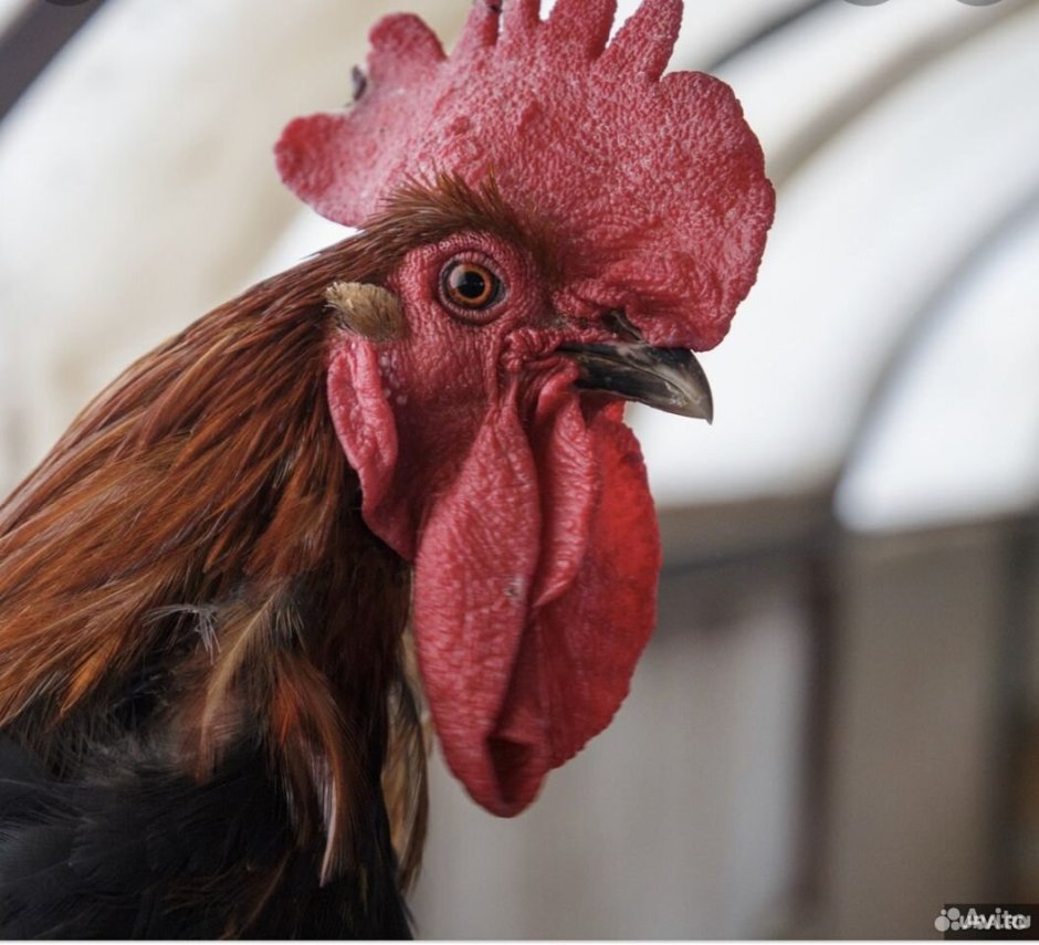 Бойцовский петух