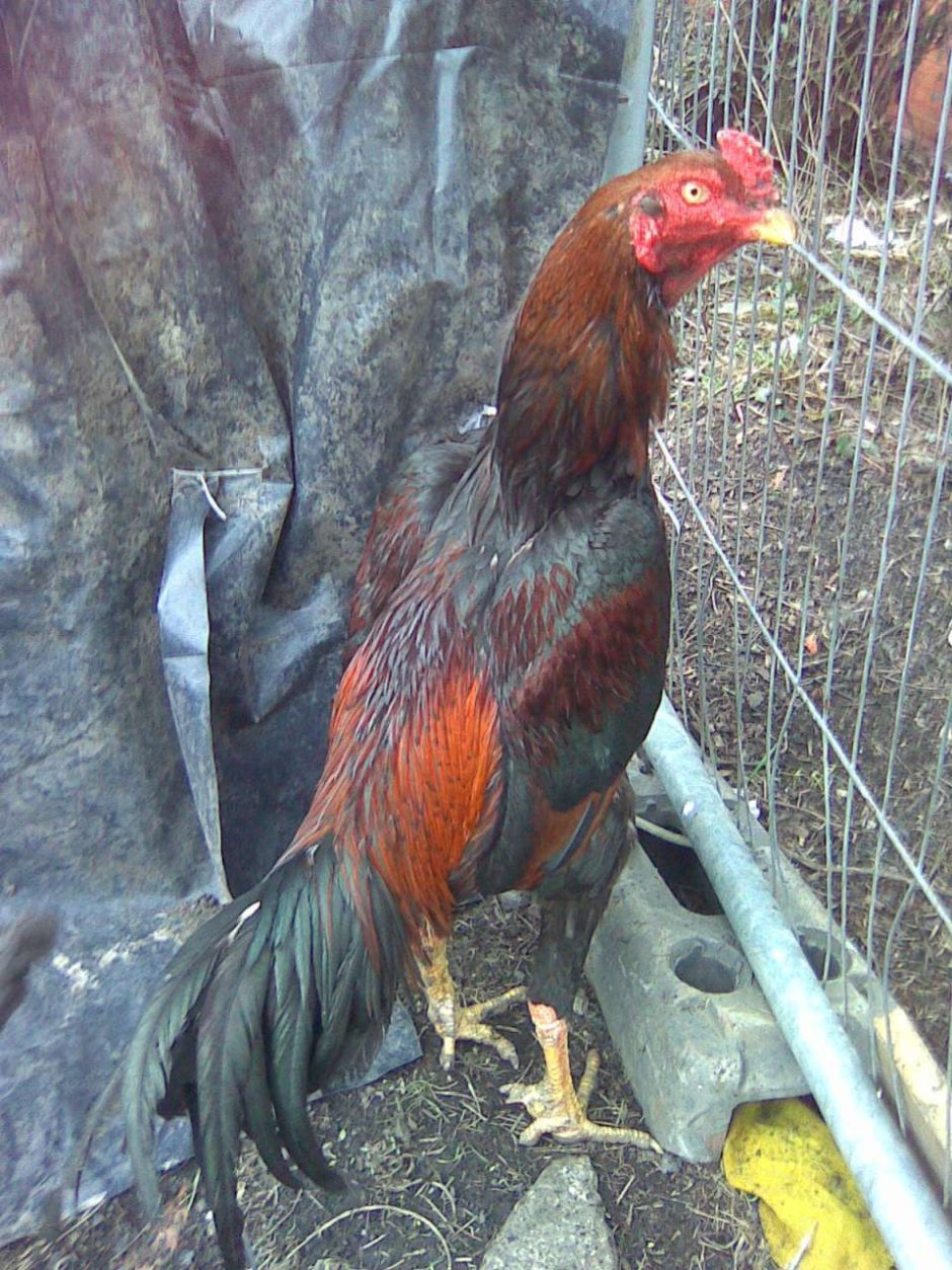 Индийская Бойцовая порода кур