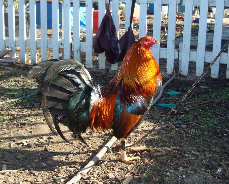 Петух с руками