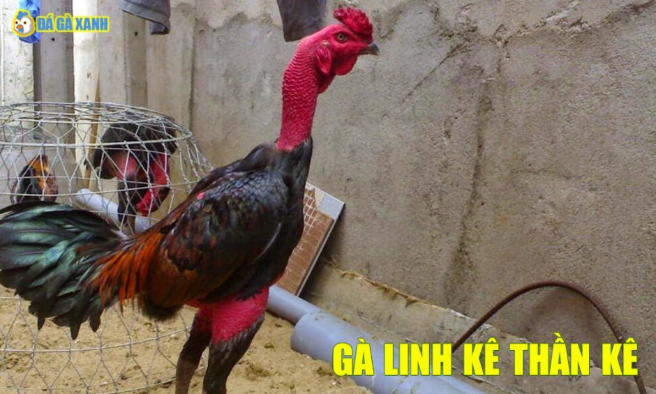 Петушиные бои в древней Греции