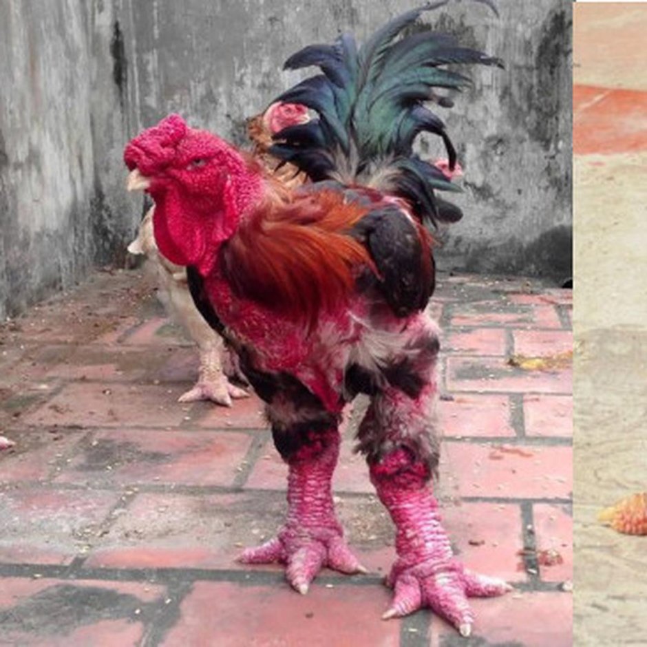 Бойцовые куры индийские гиганты