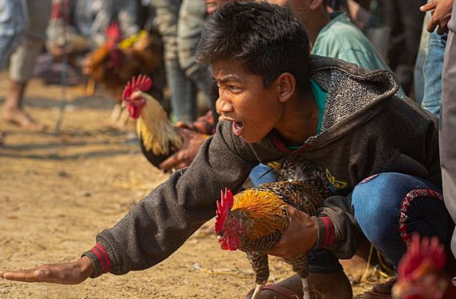 Петух со шпорами