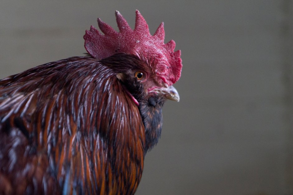Американский петух