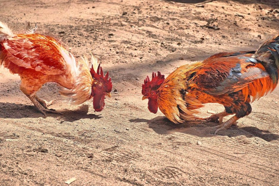 Куры Модерн